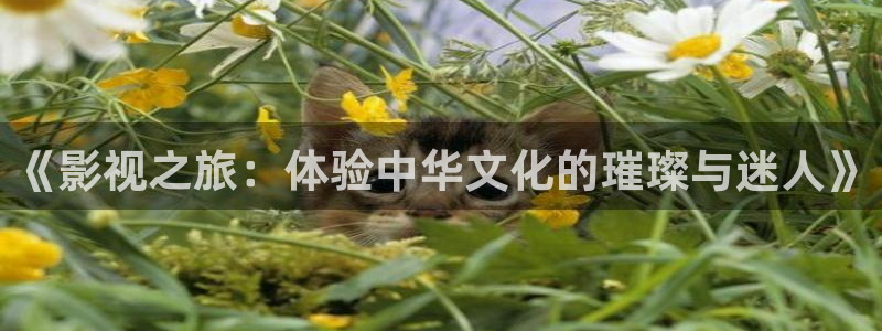 大地影院电影在线观看：《影视之旅：体验中华文化的璀璨与迷人》